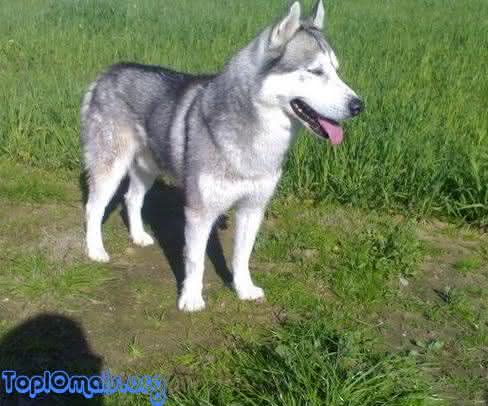 Siberian Husky Siberian Husky