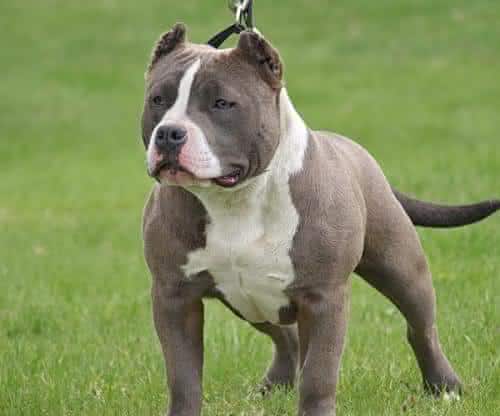 pitbull