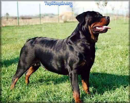 rottweiler eh também umas das racas mais ameaçadoras rottweiler eh também umas das racas mais ameaçadoras