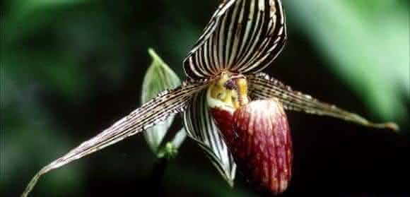 Orquidea Dourada de Kinabalu
