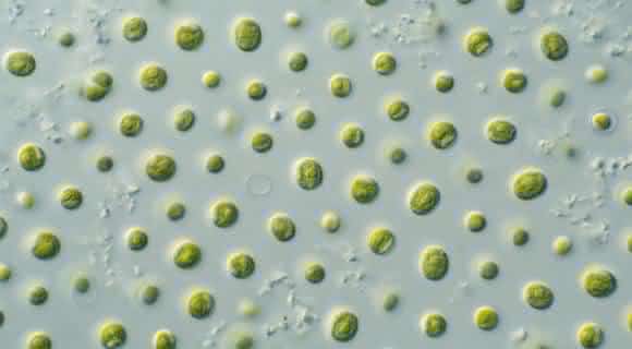 Russos dizem que existem microbios resistentes a radiacao