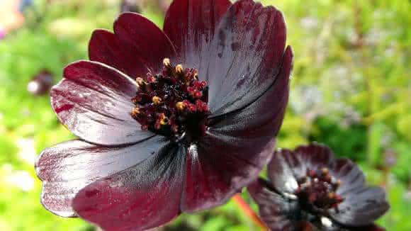 flor Chocolate Cosmos