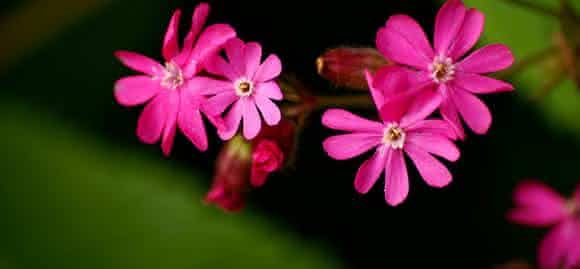 red campion