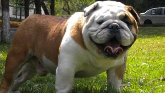 Bulldog ingles
