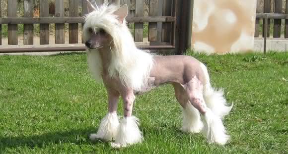 Chinese Crested