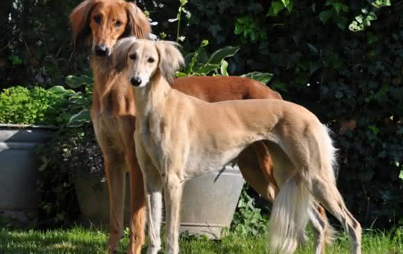 Saluki