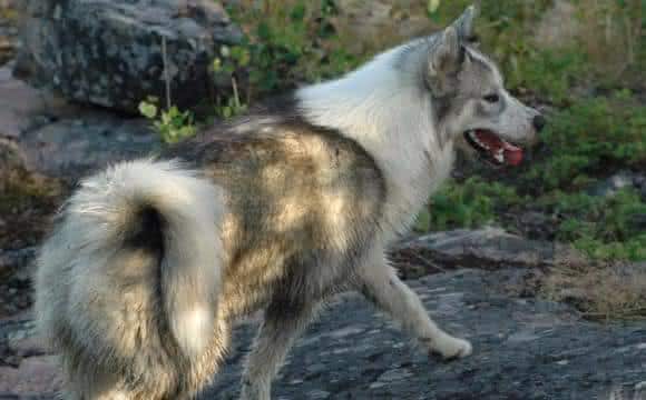 cao eskimo canadense