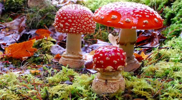 Top 10 cogumelos mais venenosos do mundo